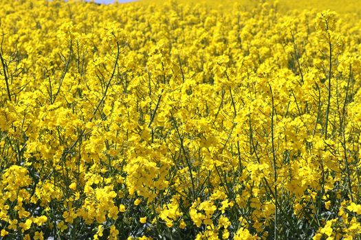 Yellow field of flowering rape and tree against a blue sky with clouds, natural landscape background with copy space, Germany Europe.