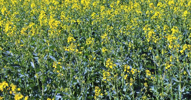 Yellow field of flowering rape and tree against a blue sky with clouds, natural landscape background with copy space, Germany Europe.