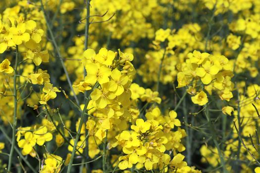 Yellow field of flowering rape and tree against a blue sky with clouds, natural landscape background with copy space, Germany Europe.