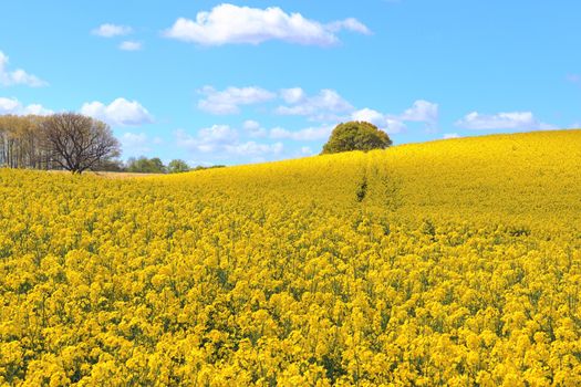 Yellow field of flowering rape and tree against a blue sky with clouds, natural landscape background with copy space, Germany Europe.