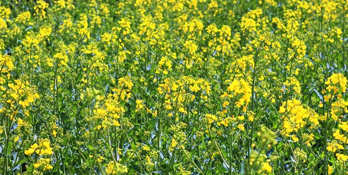 Yellow field of flowering rape and tree against a blue sky with clouds, natural landscape background with copy space, Germany Europe.