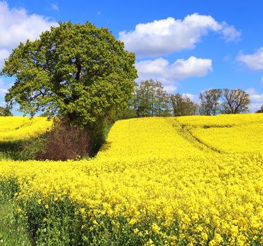 Yellow field of flowering rape and tree against a blue sky with clouds, natural landscape background with copy space, Germany Europe.