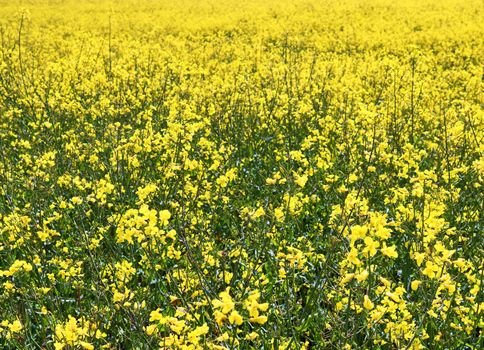 Yellow field of flowering rape and tree against a blue sky with clouds, natural landscape background with copy space, Germany Europe.