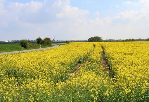 Yellow field of flowering rape and tree against a blue sky with clouds, natural landscape background with copy space, Germany Europe.