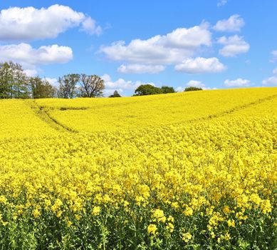 Yellow field of flowering rape and tree against a blue sky with clouds, natural landscape background with copy space, Germany Europe.