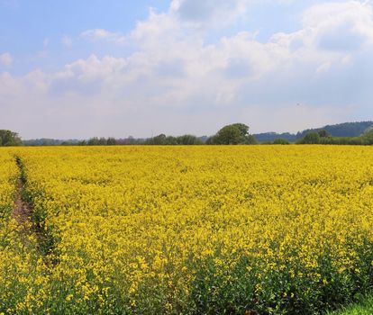 Yellow field of flowering rape and tree against a blue sky with clouds, natural landscape background with copy space, Germany Europe.