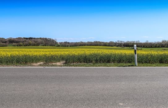 Yellow field of flowering rape and tree against a blue sky with clouds, natural landscape background with copy space, Germany Europe.