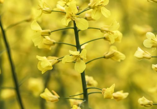 Yellow field of flowering rape and tree against a blue sky with clouds, natural landscape background with copy space, Germany Europe.