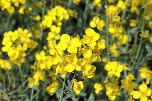 Yellow field of flowering rape and tree against a blue sky with clouds, natural landscape background with copy space, Germany Europe.