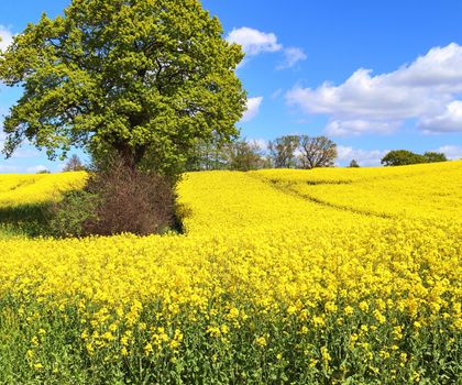 Yellow field of flowering rape and tree against a blue sky with clouds, natural landscape background with copy space, Germany Europe.