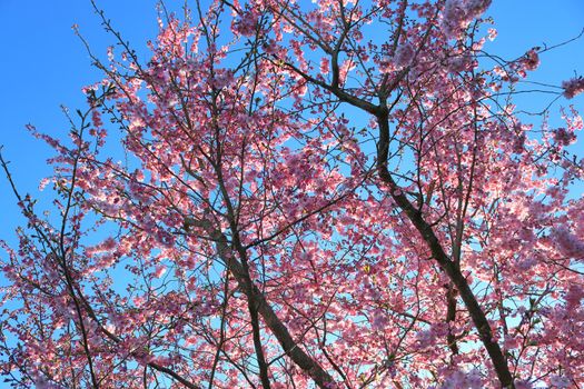 Beautiful cherry and plum trees in blossom during springtime with colorful flowers.