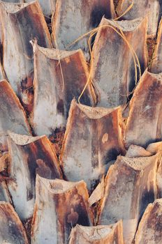 The pattern of the old palm tree bark background, There are cuts.
