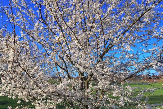 Beautiful cherry and plum trees in blossom during springtime with colorful flowers.