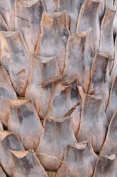 The pattern of the old palm tree bark background, There are cuts.