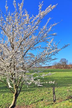 Beautiful cherry and plum trees in blossom during springtime with colorful flowers.