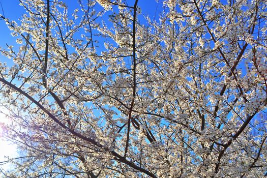 Beautiful cherry and plum trees in blossom during springtime with colorful flowers.