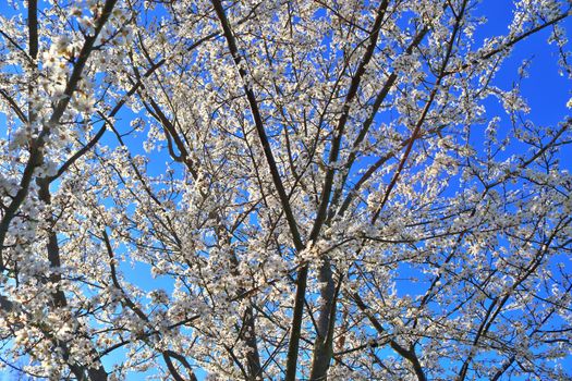 Beautiful cherry and plum trees in blossom during springtime with colorful flowers.