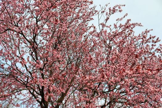 Beautiful cherry and plum trees in blossom during springtime with colorful flowers.