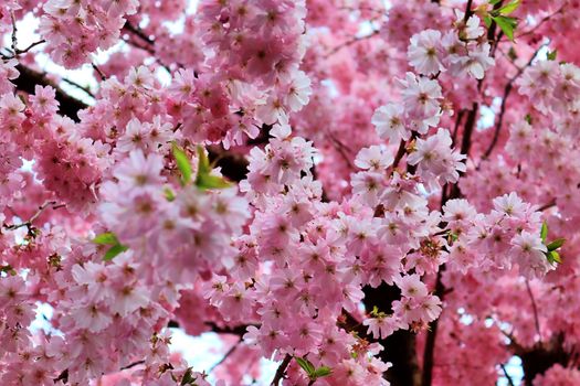 Beautiful cherry and plum trees in blossom during springtime with colorful flowers.