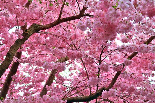 Beautiful cherry and plum trees in blossom during springtime with colorful flowers.