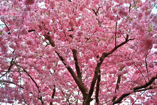 Beautiful cherry and plum trees in blossom during springtime with colorful flowers.