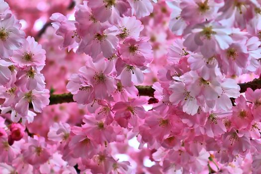 Beautiful cherry and plum trees in blossom during springtime with colorful flowers.