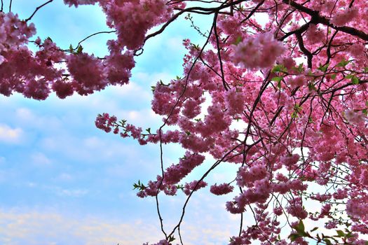 Beautiful cherry and plum trees in blossom during springtime with colorful flowers.