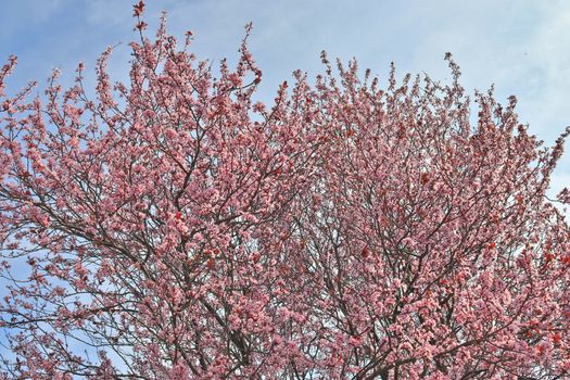 Beautiful cherry and plum trees in blossom during springtime with colorful flowers.