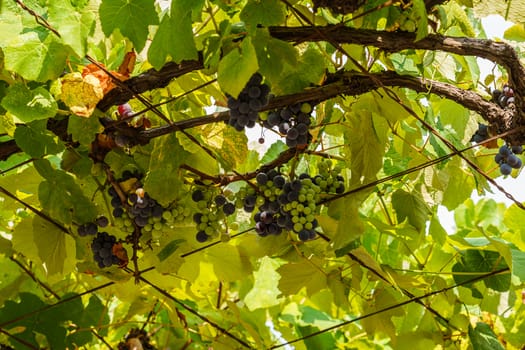 bunches of grapes ripening among green leaves, close-up