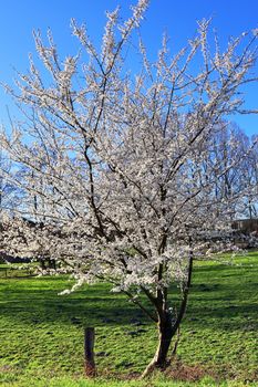 Beautiful cherry and plum trees in blossom during springtime with colorful flowers.