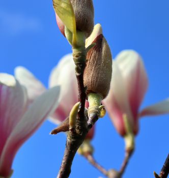 Beautiful cherry and plum trees in blossom during springtime with colorful flowers.