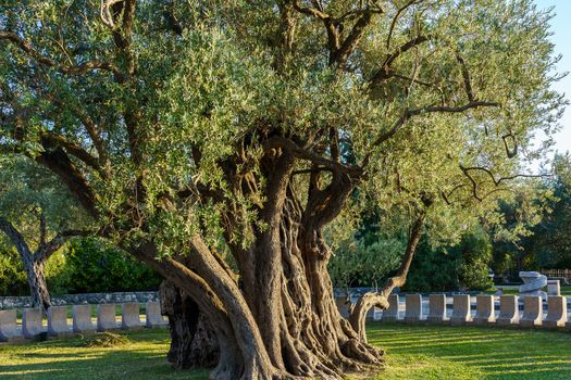 Ancient olive growing in the city of Bar, in Montenegro. Age about two thousand years.