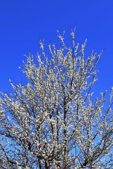 Beautiful cherry and plum trees in blossom during springtime with colorful flowers.