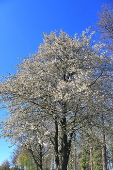 Beautiful cherry and plum trees in blossom during springtime with colorful flowers.