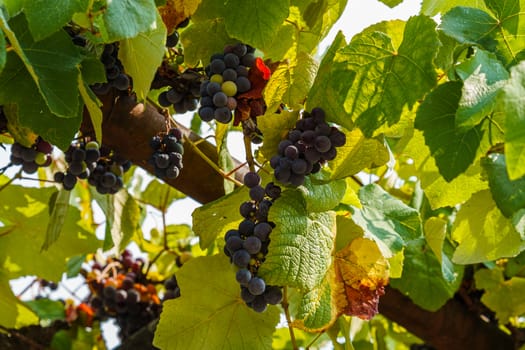 bunches of grapes ripening among green leaves, close-up