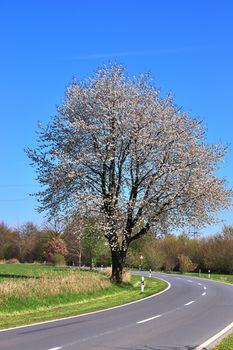 Beautiful cherry and plum trees in blossom during springtime with colorful flowers.