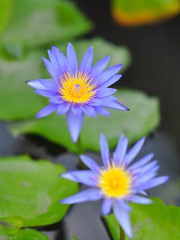 Lotus in full bloom in the pond, the flower in the popular in Thailand.