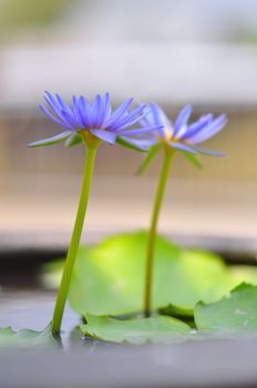 Lotus in full bloom in the pond, the flower in the popular in Thailand.