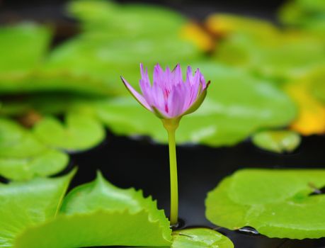 Lotus in full bloom in the pond, the flower in the popular in Thailand.