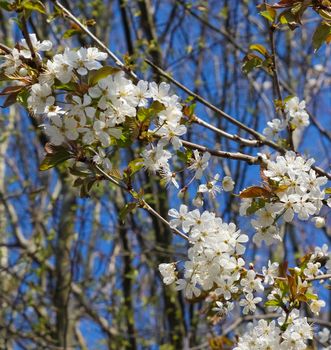 Beautiful cherry and plum trees in blossom during springtime with colorful flowers.