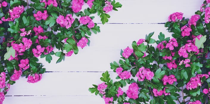 Branches of flowering hawthorn on a white wooden surface, empty space in the middle, vintage toning