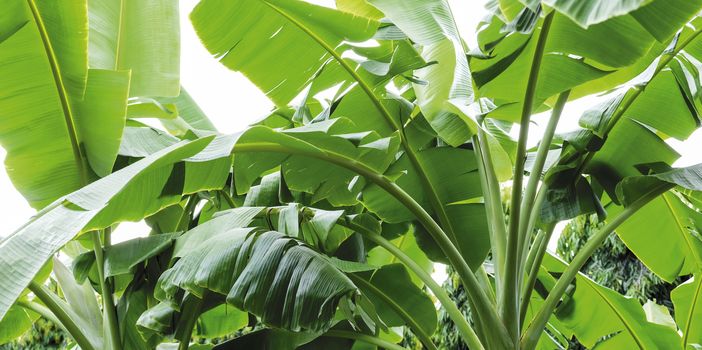 Banana tree in the garden Tropical leaves background