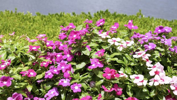 Madagascar periwinkle flowers in the garden