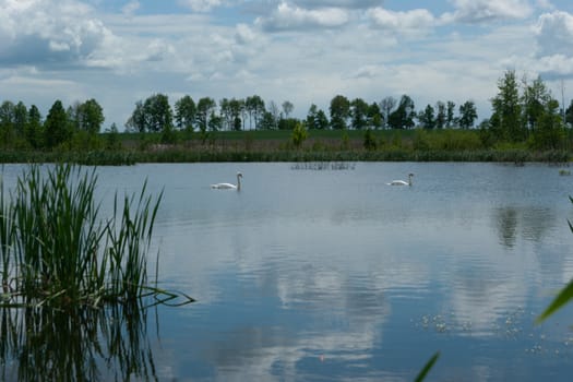 A pair of white swans on the lake. Forest, trees and cloudy sky.