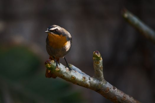 The Cape Robin-Chat (Cossypha caffra) is not only a beautiful garden songbird but also an effective biological control agent.