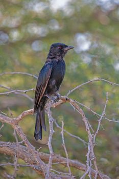 The Fork-tailed Drongo (Dicurus adsimilis) hunts insects from a perch or often follow large animals to hunt disturbed insects. They are also known to steal prey from other insectivores.