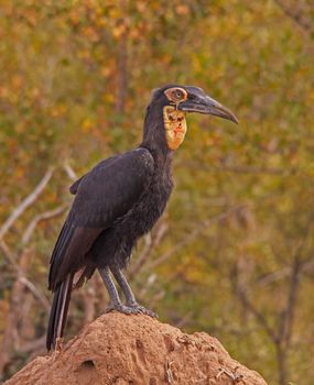 The Immature Southern Ground Hornbill (Bucorvus leadbeateri), seen here perching on an ant nest, already resembles the adult, but the bare parts of the face and the fleshy part on the throat, called the wattle, will turn bright red.