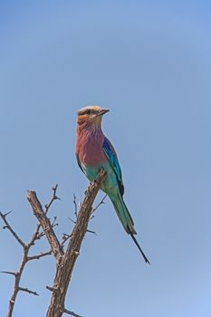 A single Lilac-breasted Roller (Coracias caudatus) perched on a dead branch in the Kruger National Park. South Africa