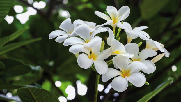 Frangipani or Plumeria flowers in the garden