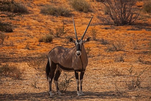 Single Oryx in Kgalagadi Trans Frontier Park